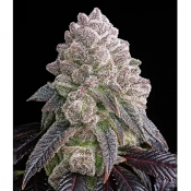 Triploid Cannabis Seeds - Tropical Sherbberry - Feminized Triploid
