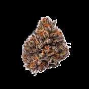 Growers Choice Seeds - Tropicana Cherry Triploid Feminized