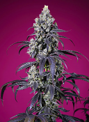 Sweet Seeds - Tropicanna Cherry XL Auto Feminized