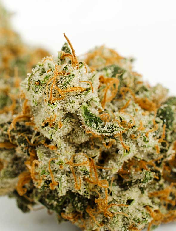 2025 Cannabis Seed Collection - True Gold OG - Feminized