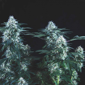 Pyramid Seeds - Tutankhamon Fast Feminized