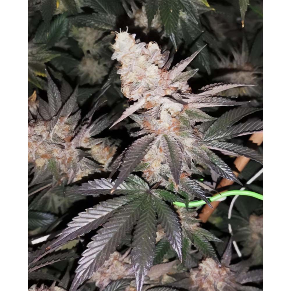 Tutti Candy- Feminized - Zmoothiez Geneticz       