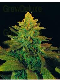 Genehtik Seeds - Txees Bilbo Feminised