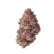 Growers Choice - Unicorn Wagyu Feminised