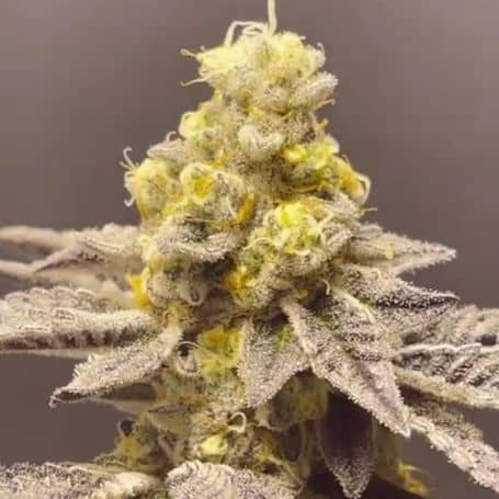Venice Kush Cake - Feminized - Black Farm Genetix 