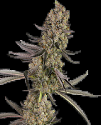 White Label - Vlad The Inhaler Feminised