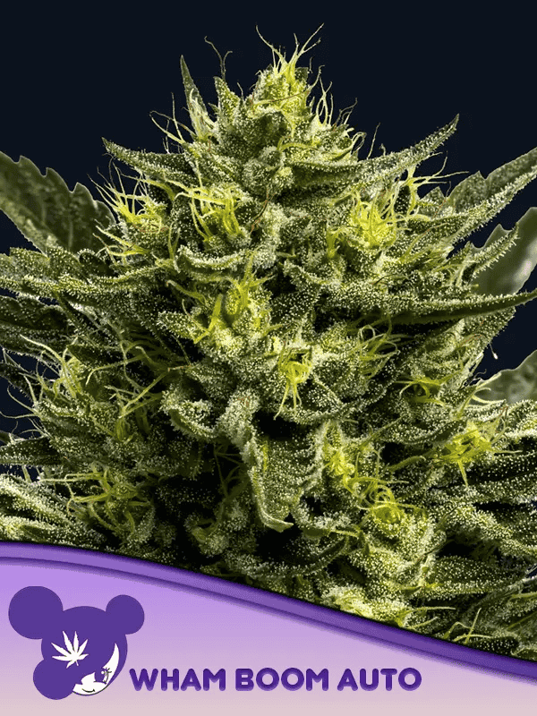 WHAM BOOM Auto Feminized - Anesia Seeds