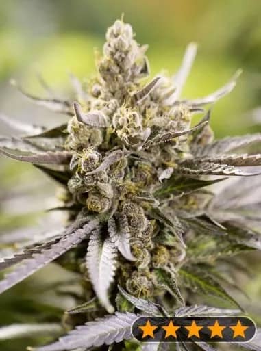 Watermelon Auto Feminized – Power Strains     