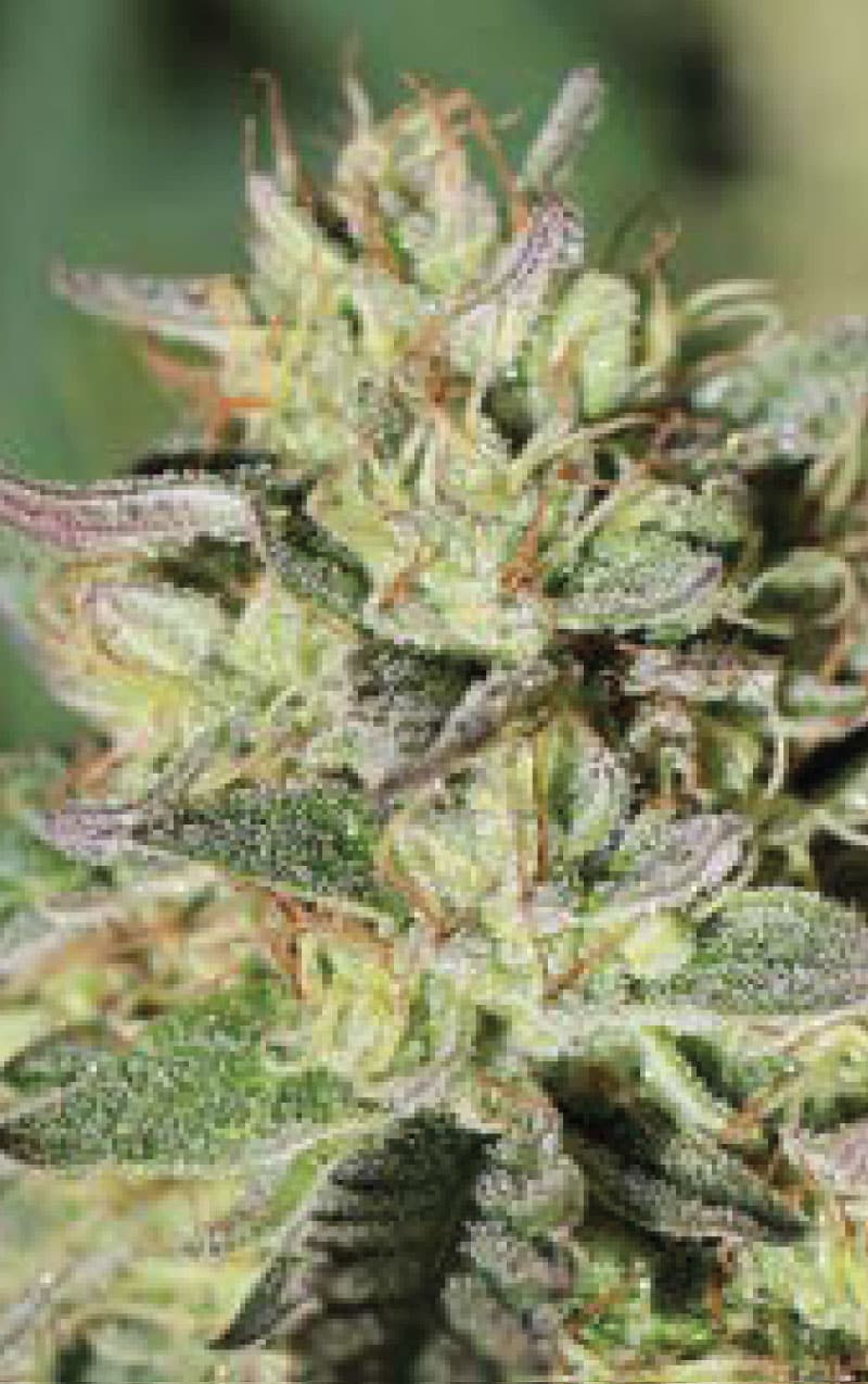 Wedding Tree- Feminized - Humboldt Seed Company 