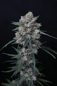 Pure Instinto Seeds - Alien Snack Auto Feminized