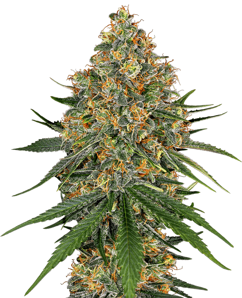 White Cheese - Feminized - White Label Seeds 