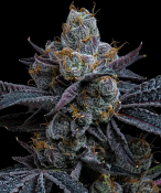 Barney's Farm Seeds - White Runtz - Feminized
