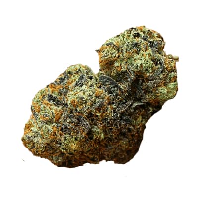 Terp Farmz - White Trufflez Auto - Feminised 