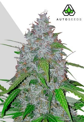 Auto Seeds - White Widow Auto - Feminised  