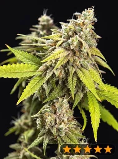 White Widow Auto Feminized – Power Strains    