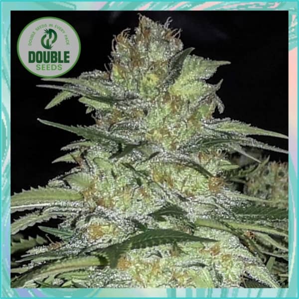 Double Seeds White Widow x Big Bud Feminized 