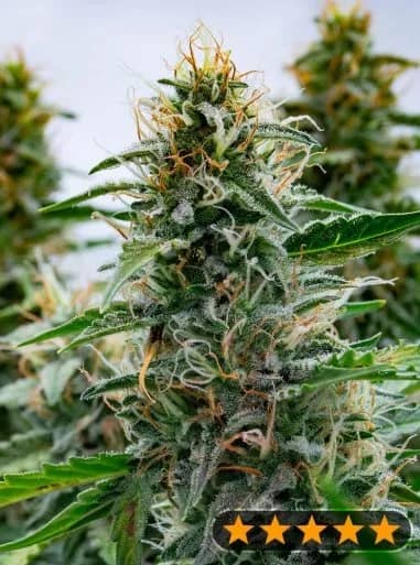 White Widow Feminized – Power Strains  