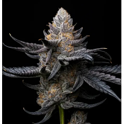 Triploid Cannabis Seeds - White Diamond - Feminized Triploid