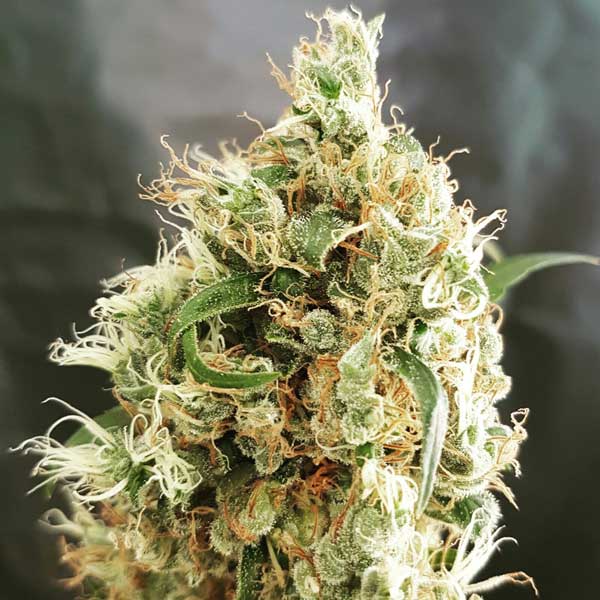Freedom of Seeds White Goblin Auto Feminised