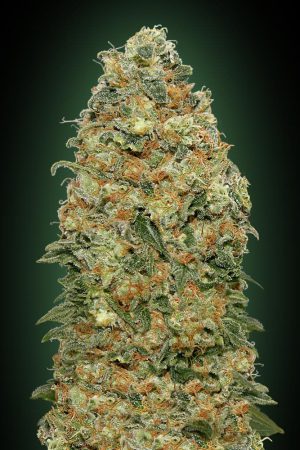 OO Seeds White Widow Feminized