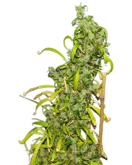 Scott Family Farms Willie Nelson 2.0 Regular   