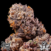 Wizard Trees Genetics Big Z - Feminized