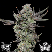 Wizard Trees Genetics Cali Tings - Feminized