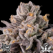 Wizard Trees Genetics Happy Hour - Feminized