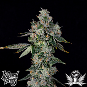 Wizard Trees Genetics L.I.I.T - Feminized