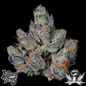 Wizard Trees Genetics Last Pour - Feminized