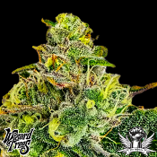 Wizard Trees Genetics Zangria Funk - Feminized