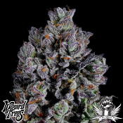 Wizard Trees Genetics Zangria S1 - Feminized