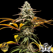 World Breeders Seeds Crunch - Feminized