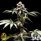 World Breeders Seeds Fizzy Gum - Feminized