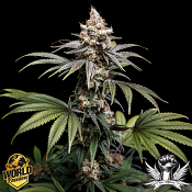 World Breeders Seeds Tropic Gem - Feminized