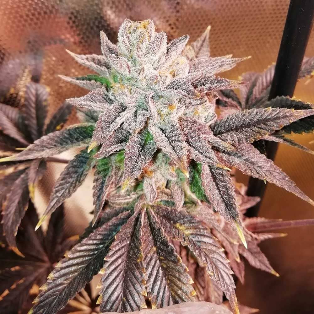 Grateful Seeds - Zhead - Feminized