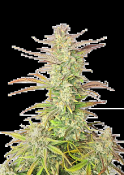 Fast Buds Seeds - Z-Up Auto Feminized