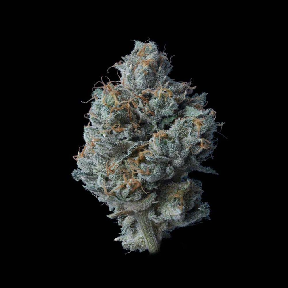 Zallah Bread Feminized Cannabis Seeds - DNA Genetics