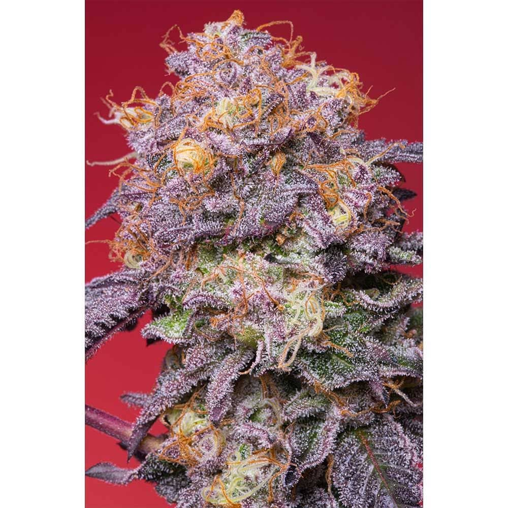 Grounded Genetics - Zerberry Feminized Cannabis Seeds
