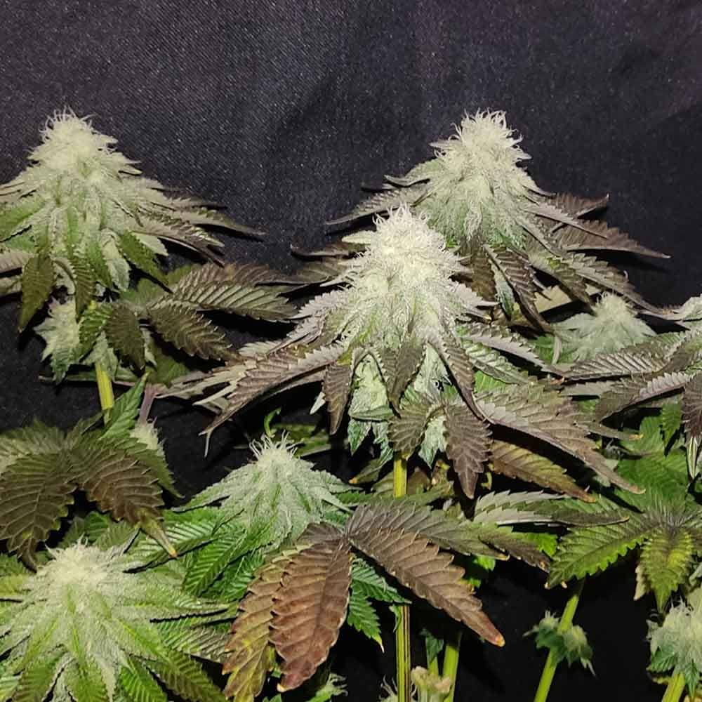 Karma Genetics Seeds - Zi Melon - Regular