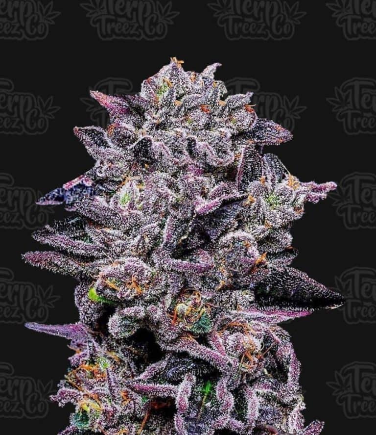 Zinnamon Milk - Feminized - Terp Treez Co