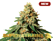 Superstrains Seeds - Zkittlez Feminised