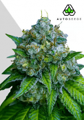 Auto Seeds - Zkittlez Auto - Feminised