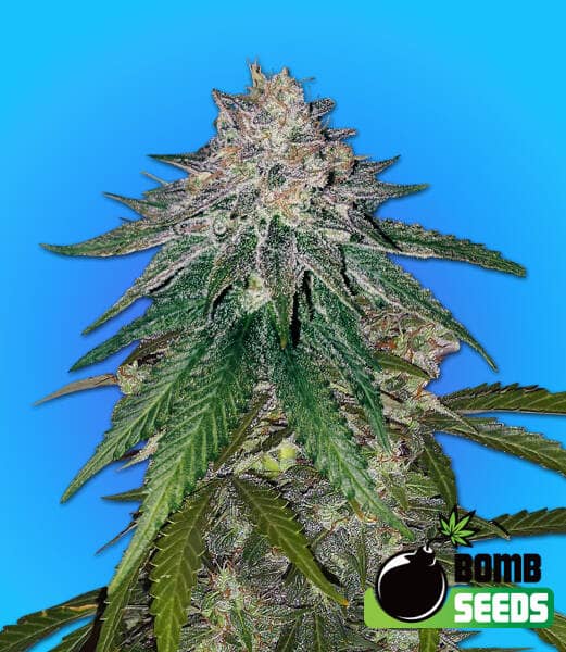 Bomb Seeds - Zkittlez Gum Bomb - Feminised