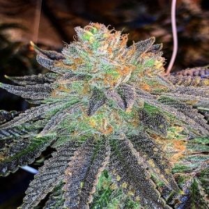 Zkittlez-Feminized-Sensible Seeds Premium Selection  