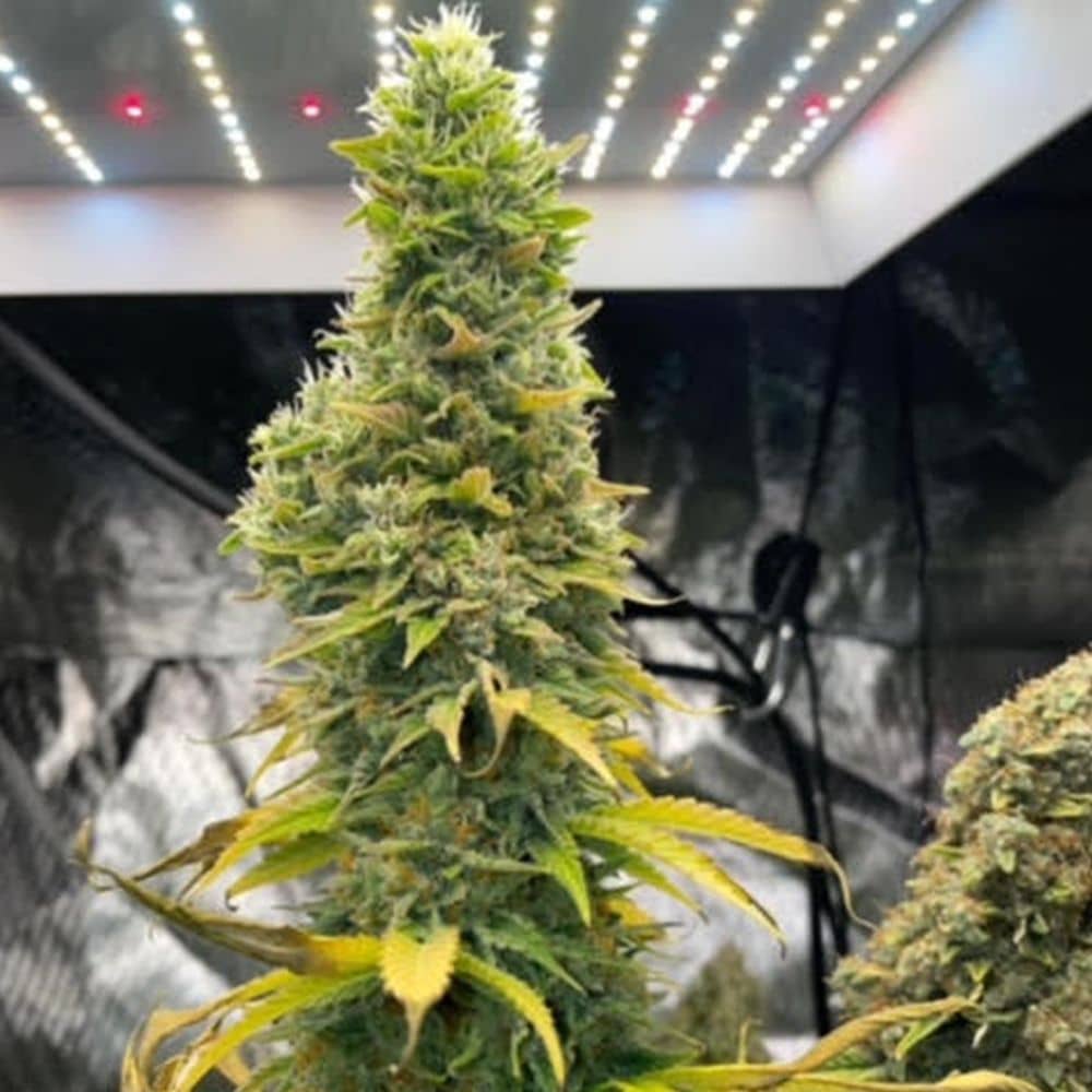 Zlue - Feminized - GG Strains 