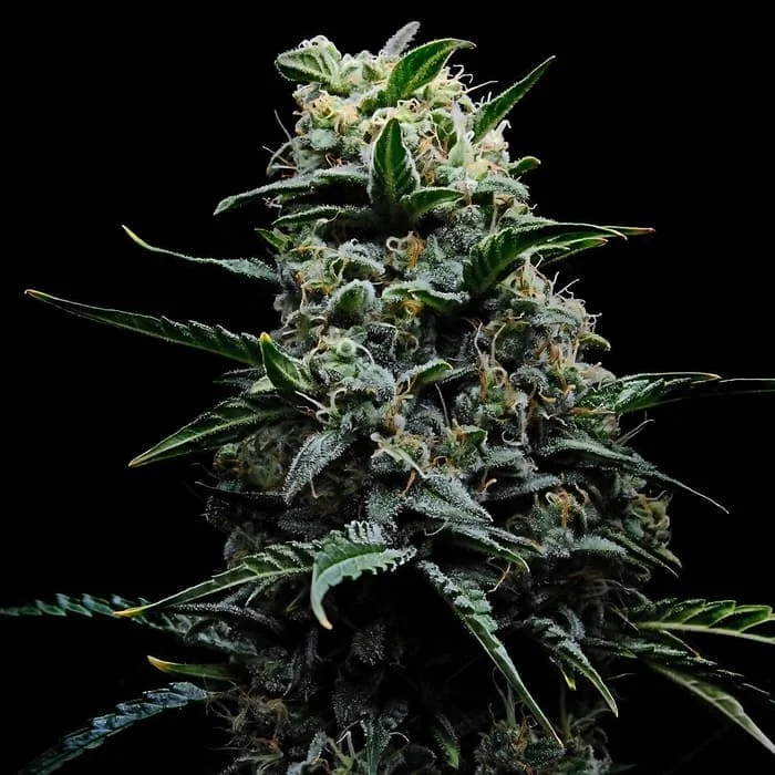 Empire Seeds - Zlushi - Feminized