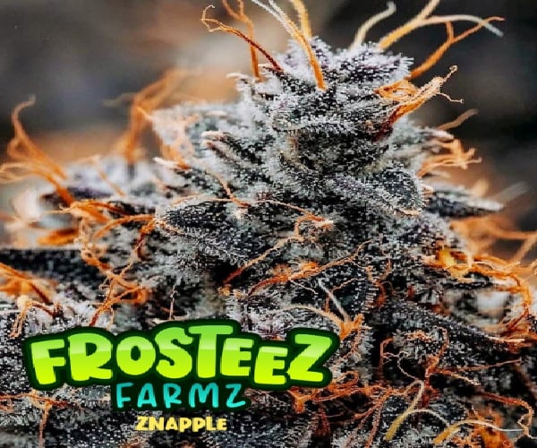 Znapple - Feminized - Frosteez Farms Seeds      