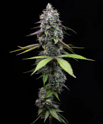 Barney's Farm Seeds - Zoap - Feminized