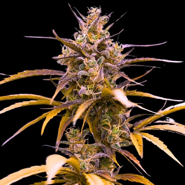 Empire Seeds - Zoap Auto - Feminized